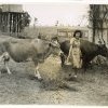 Betty Browning Milking Cows at Singleton Native Workers Training College c1950. SLNSW